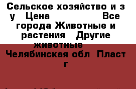 Сельское хозяйство и з/у › Цена ­ 2 500 000 - Все города Животные и растения » Другие животные   . Челябинская обл.,Пласт г.